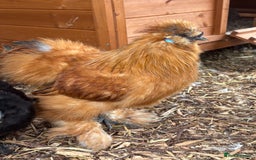 Chickens poultry for sale: Silkie cockerel for sale  - Image 3