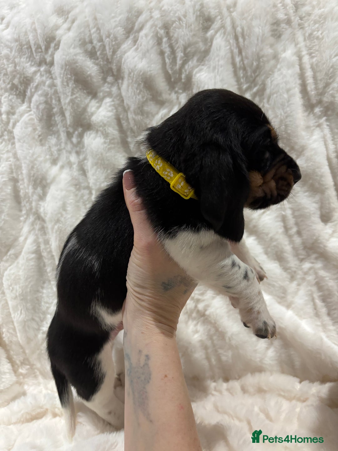 Basset Hound dogs for sale: Bassett hound puppies  - Advert 3