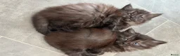 Mixed Breed cats for sale: Fluffy kittens super friendly  - Advert 1