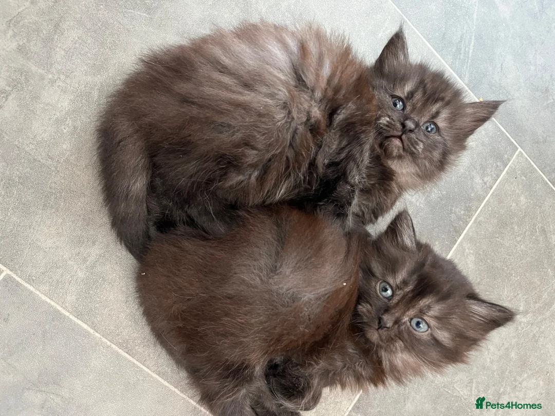 Mixed Breed cats for sale: Fluffy kittens super friendly  - Advert 1