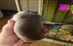 Rat rodents for sale: 9 gorgeous Male Rats - Image 25