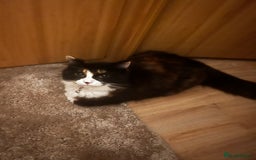 Mixed Breed cats for sale: Beautiful cat for adoption - Advert 5
