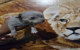 Chihuahua dogs for sale: Gorgeous Chihuahua Puppies Looking 4 Forever Homes - Image 14