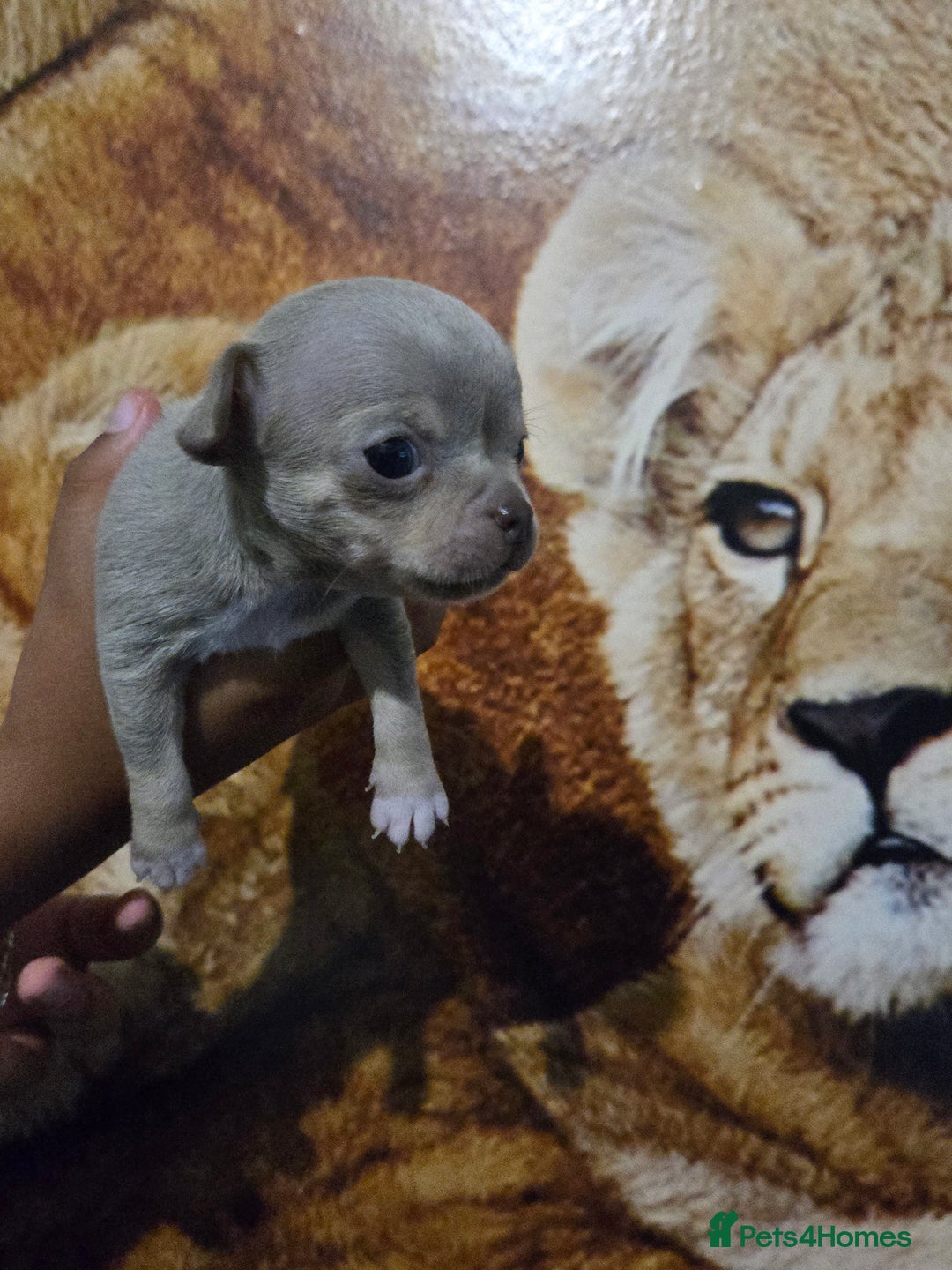 Chihuahua dogs for sale: Gorgeous Chihuahua Puppies Looking 4 Forever Homes - Image 14