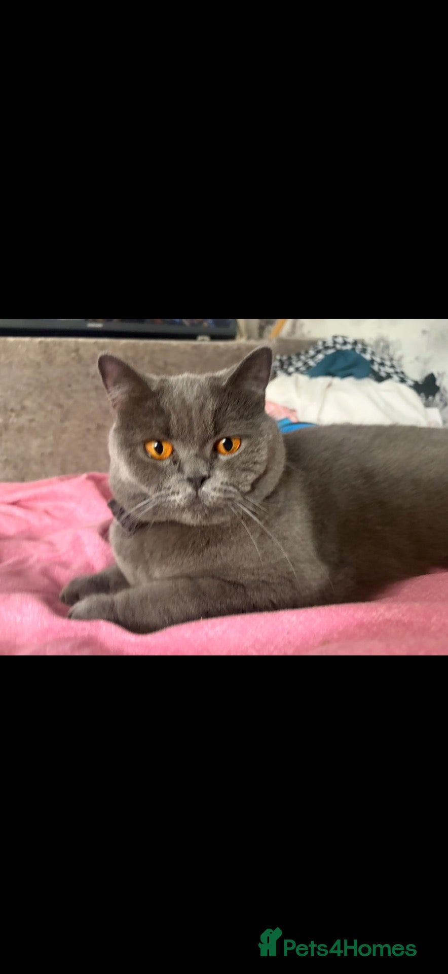 British Shorthair cats British blue striking orange eyes!  - Advert 1