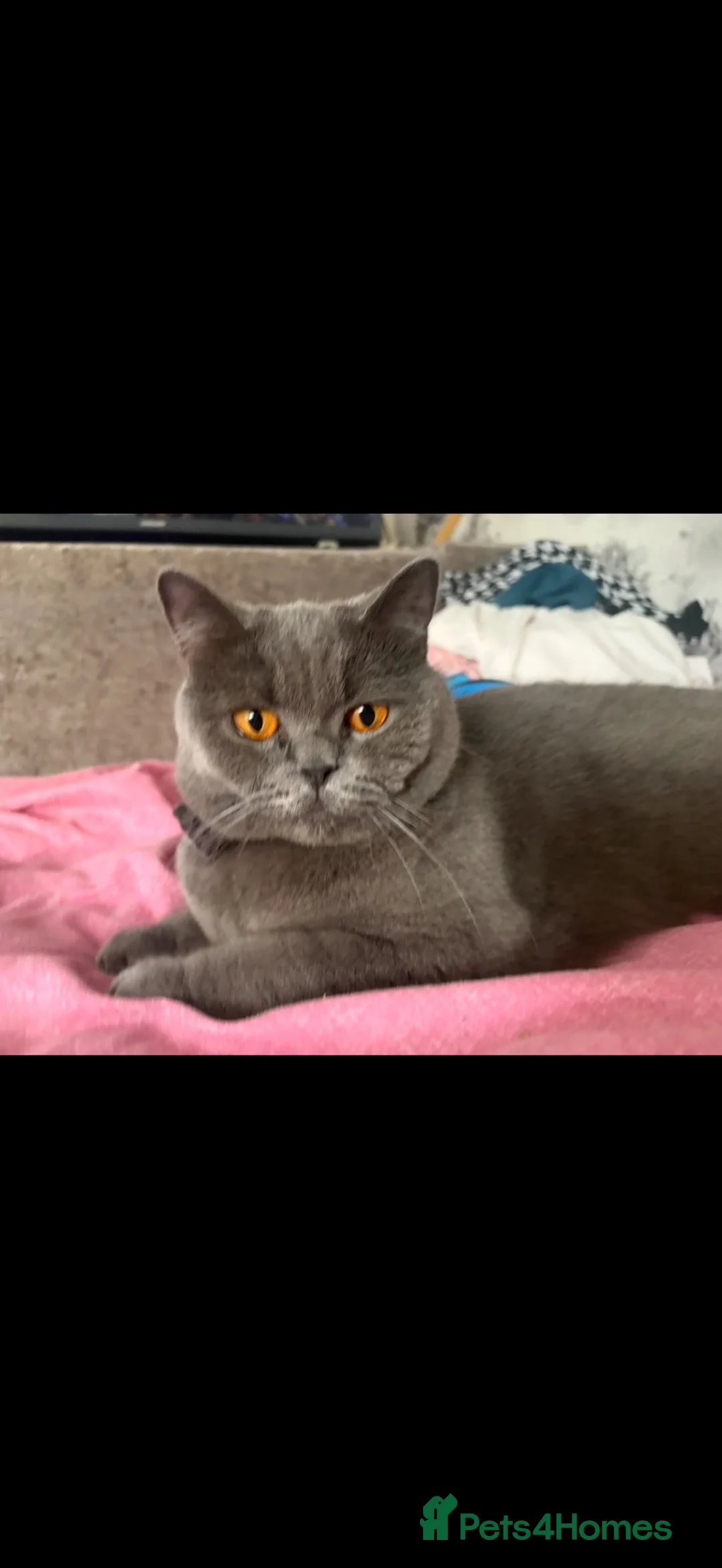 British Shorthair cats for sale: British blue striking orange eyes!  - Advert 1