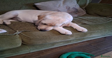 Labrador Retriever dogs - Advert 2