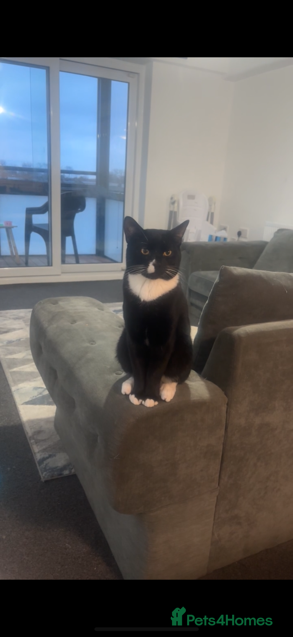 Domestic Shorthair cats for sale: Rehoming my 1 year old male  - Advert 4