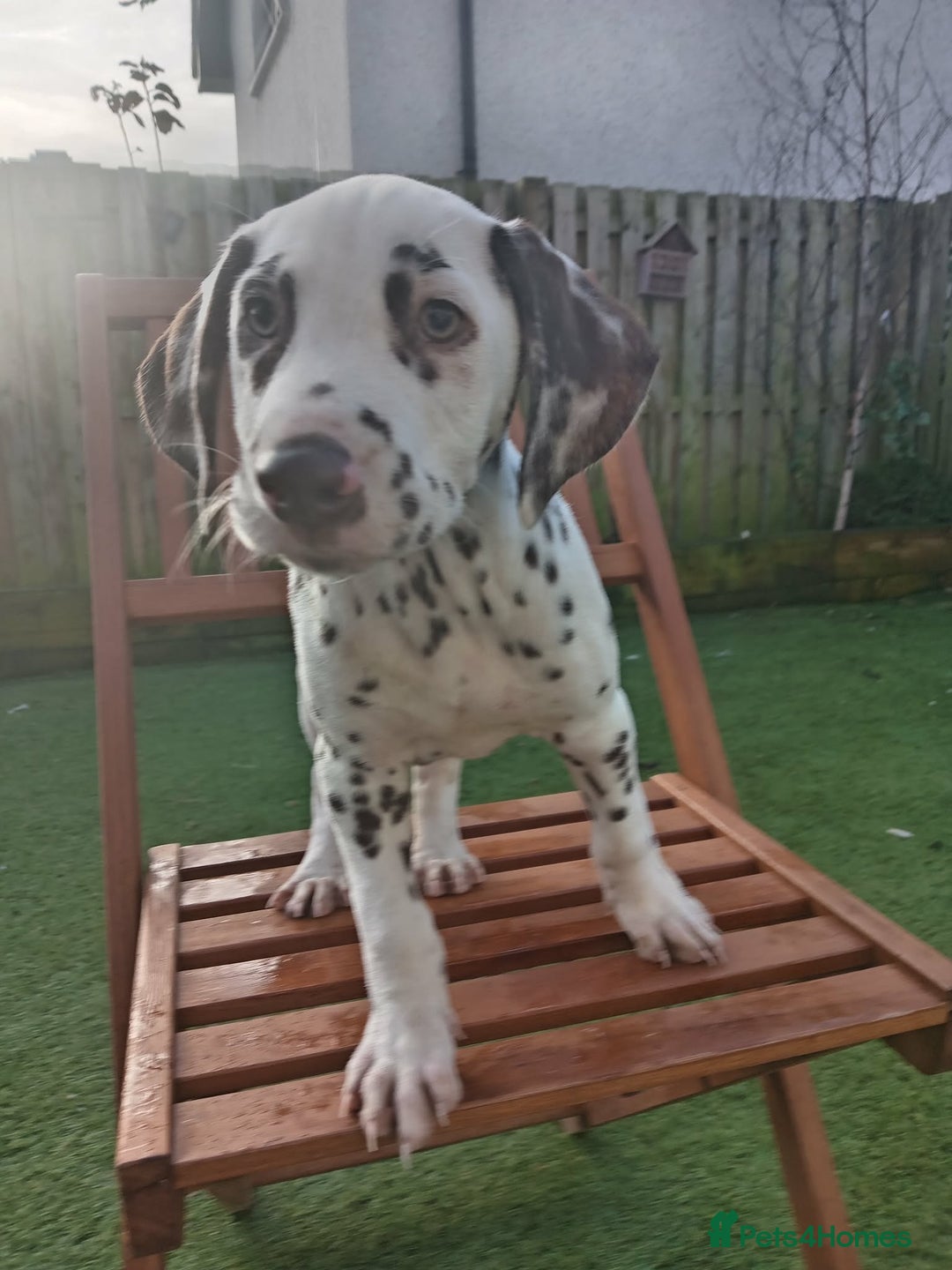 Dalmatian dogs for sale: KC Registered Dalmatian Puppies  - Advert 4
