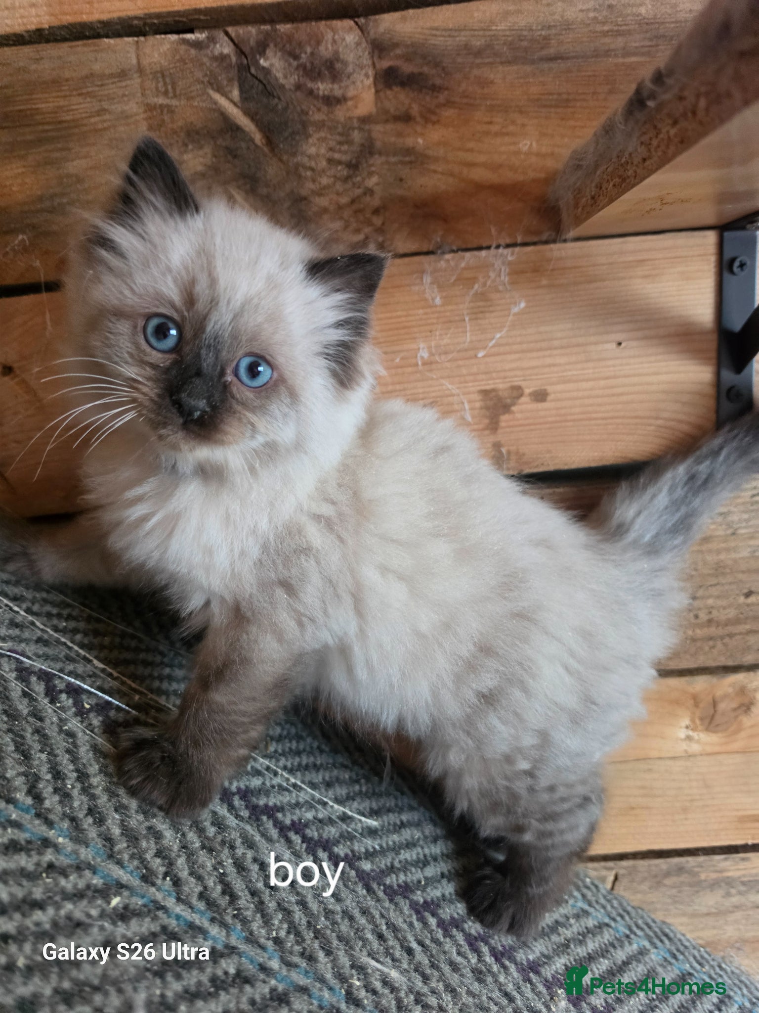 Ragdoll cats Stunning  boy  Ragdoll kitten ready to go  - Advert 1