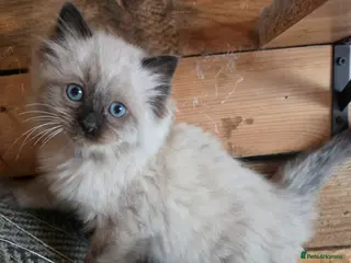 Ragdoll cats Stunning boy Ragdoll kitten ready to go - Advert 2