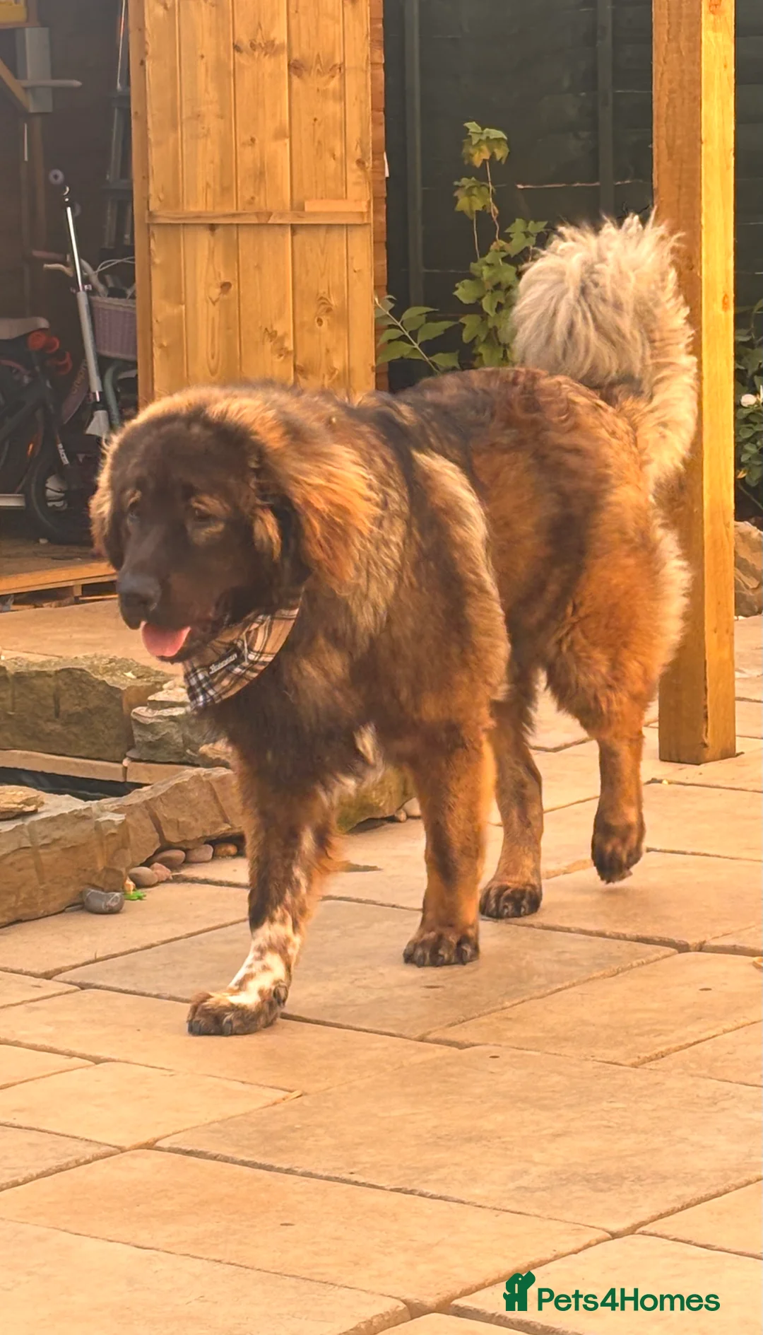 Caucasian Shepherd Dog dogs for sale: 12 month old Caucasian shepherd - Advert 2