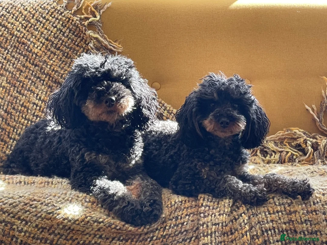 Toy Poodle dogs for sale: Beautiful KC reg toy poodle  - Advert 6