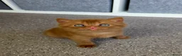 Scottish Fold cats for sale: Only one in UK - Advert 6