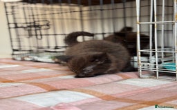 British Longhair cats for sale: Male  British long haired kittens - Image 10