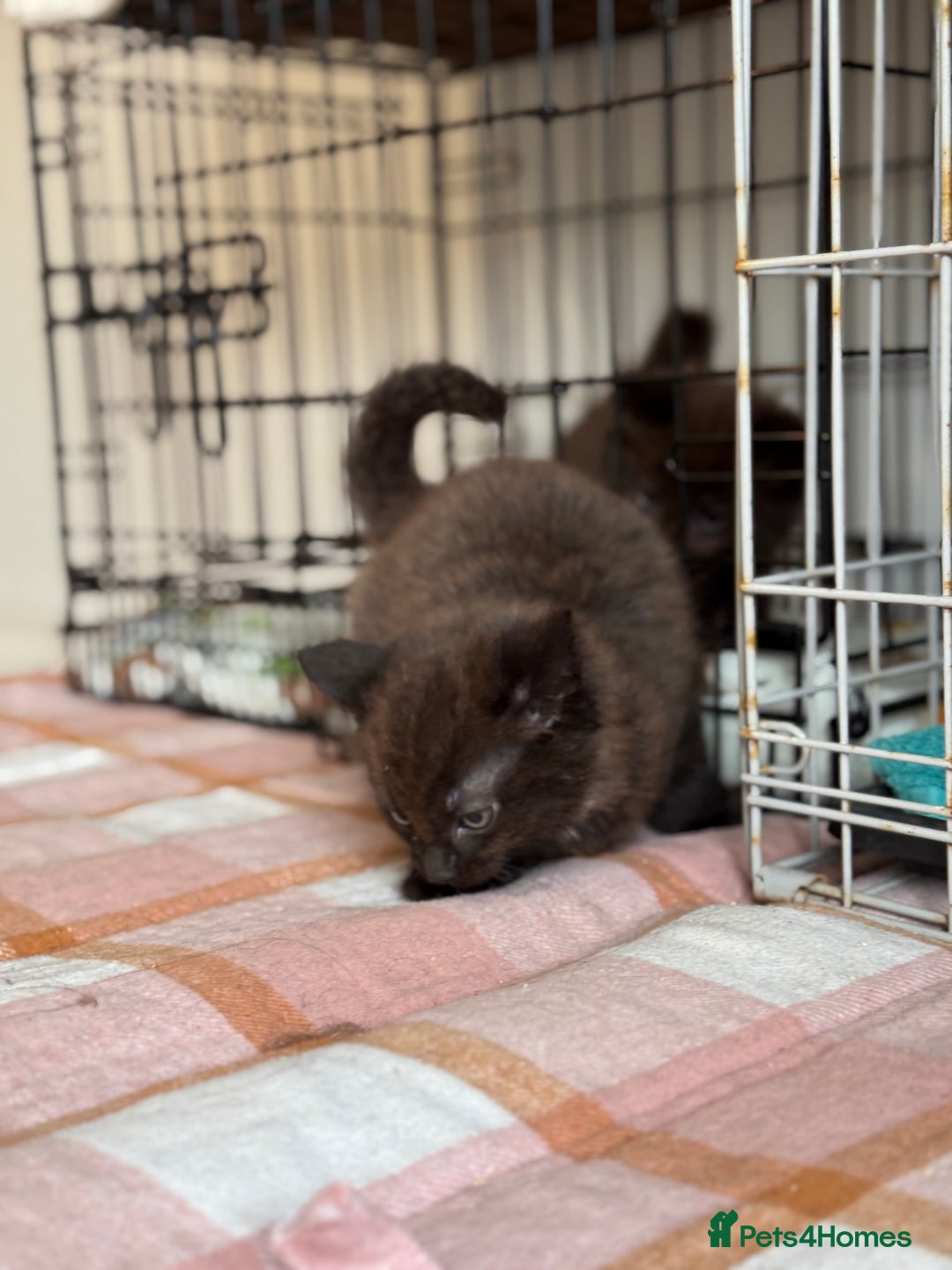 British Longhair cats for sale: Male  British long haired kittens - Image 10