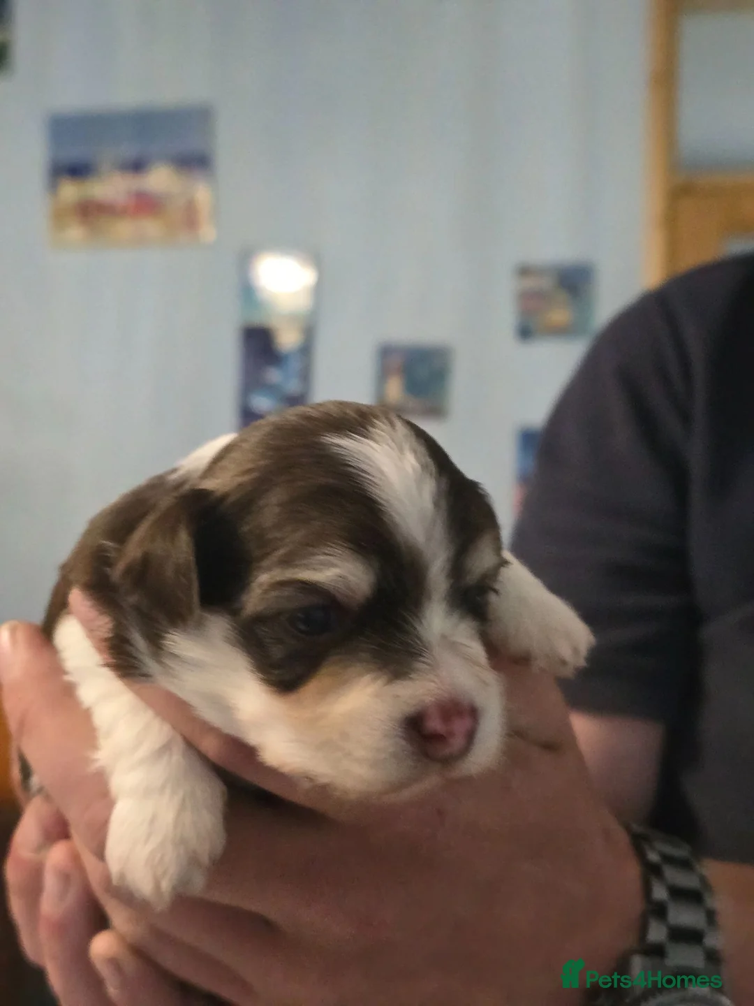 Havanese dogs for sale: Quality Havanese boys in Mold - Advert 1