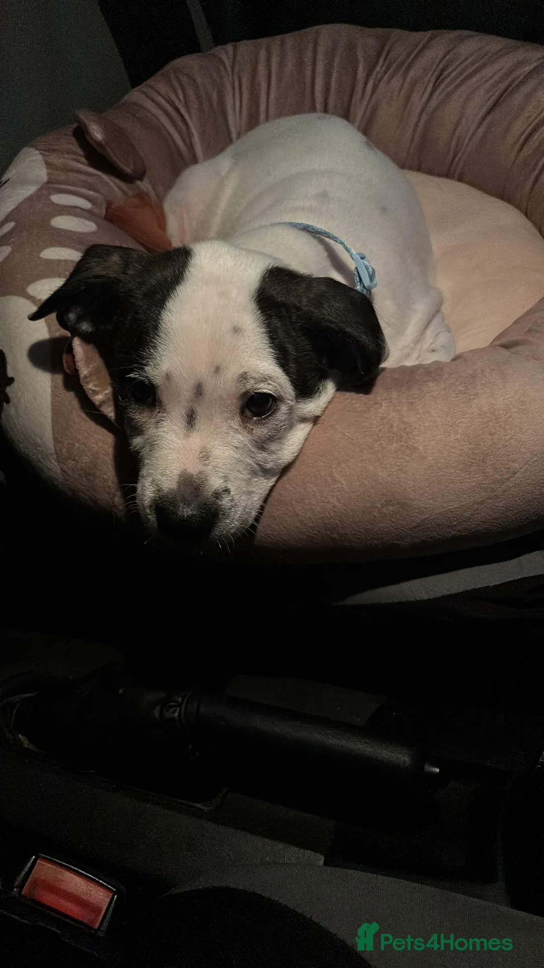 Staffordshire Bull Terrier dogs for sale: Staffy cross puppy  - Advert 2