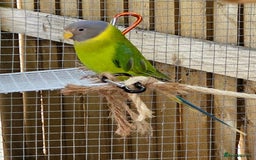 Ringnecks birds for sale: Young plum headed parakeet  - Image 3