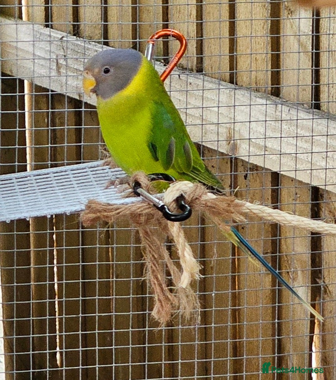 Ringnecks birds for sale: Young plum headed parakeet  - Image 3