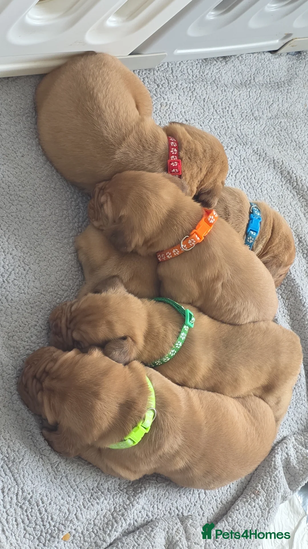 Dogue De Bordeaux dogs for sale: Dogue De Bordeaux Puppies  in Coventry - Advert 2