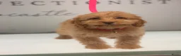 Cockapoo dogs for sale: Stunning F1 Cockerpoos🧸 - Advert 20