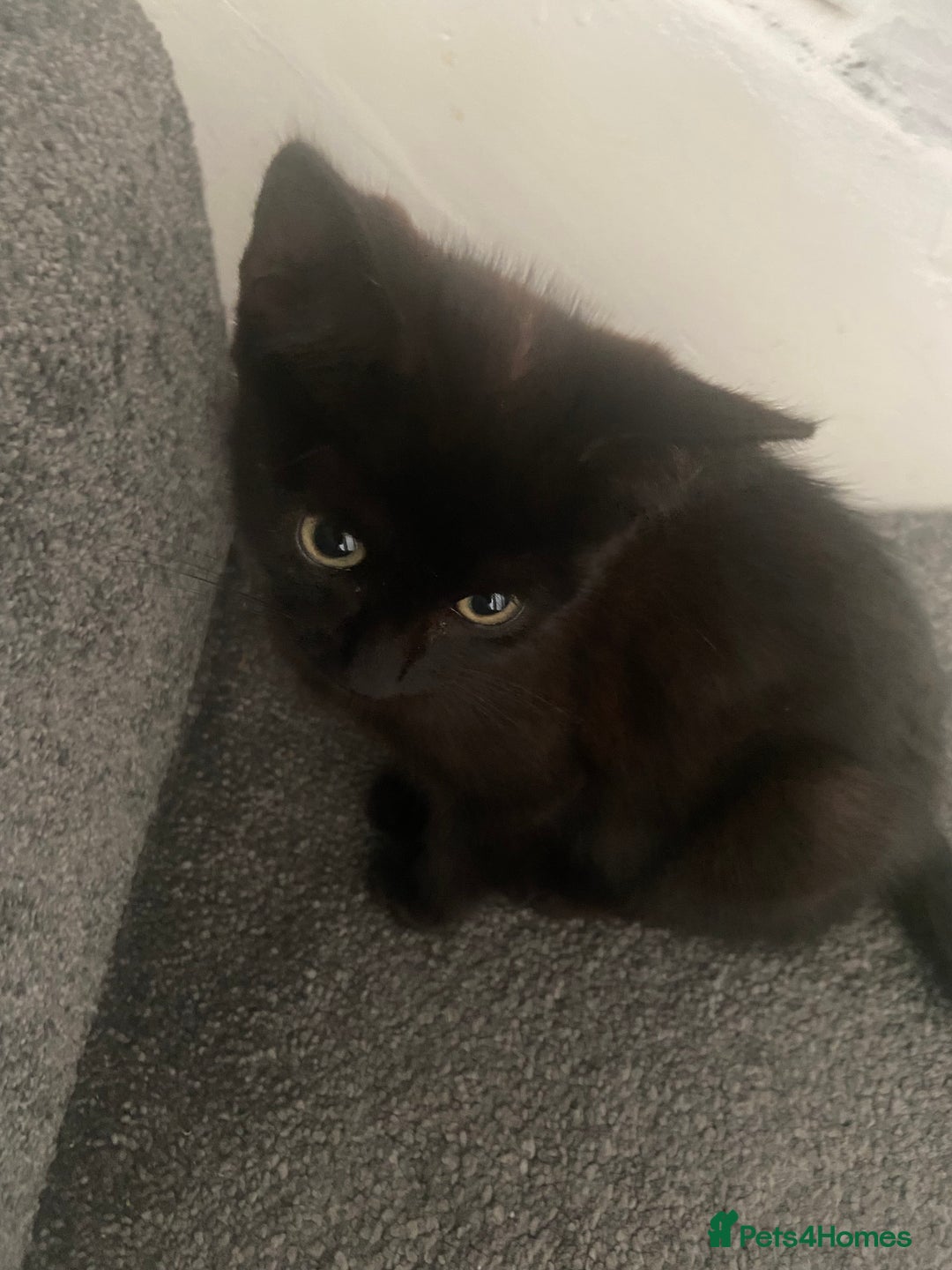 York Chocolate cats for sale: York Choclate Male and female kitten  - Image 1