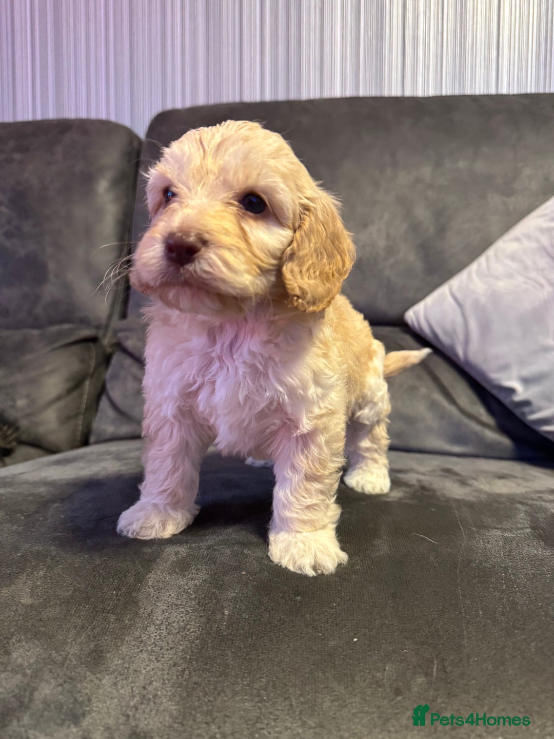 Cockapoo dogs for sale: Apricot Cockapoo Puppies  - Image 7