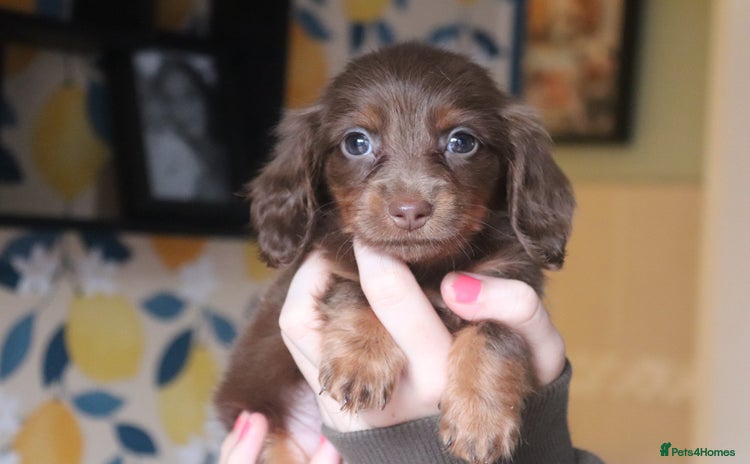 Miniature Dachshund dogs - Advert 3