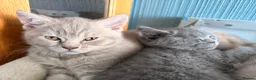 British Shorthair cats for sale: Gorgeous British Shorthair kittens ready to leave. - Advert 15