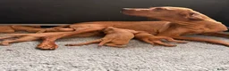 Hungarian Vizsla dogs for sale:     KC Hungarian Vizsla Puppies - Licensed ⭐ - Advert 8