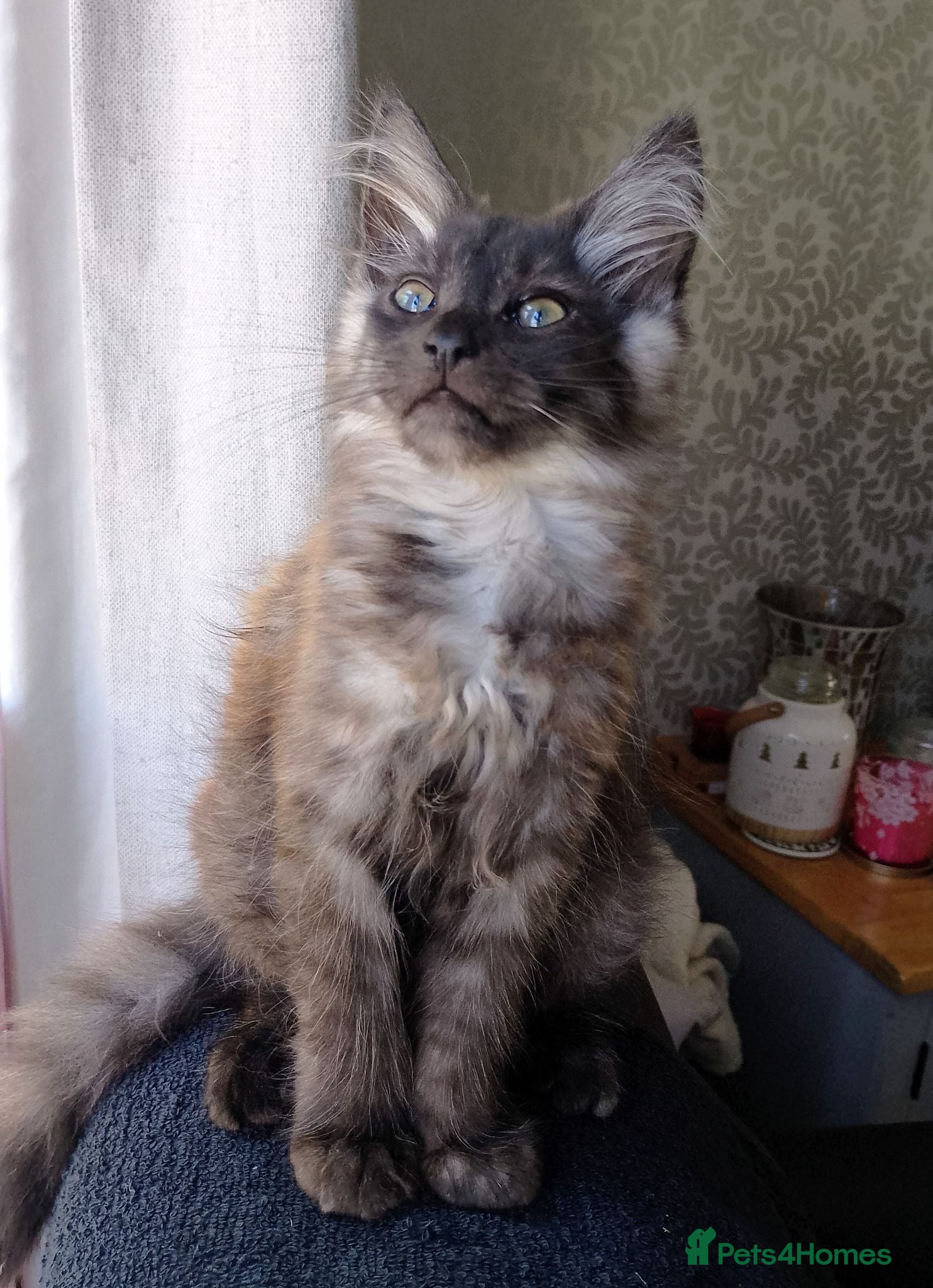 Maine Coon cats Maine Coon Kittens White and Smoke - Advert 2