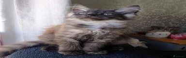 Maine Coon 1