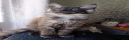 Maine Coon cats for sale: Maine Coon Kittens White and Smoke - Advert 1