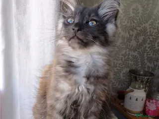 Maine Coon cats Maine Coon Kittens White and Smoke - Advert 2
