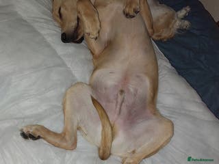 Labrador Retriever dogs Red fox/fawn Labrador 7 month old - Advert 9