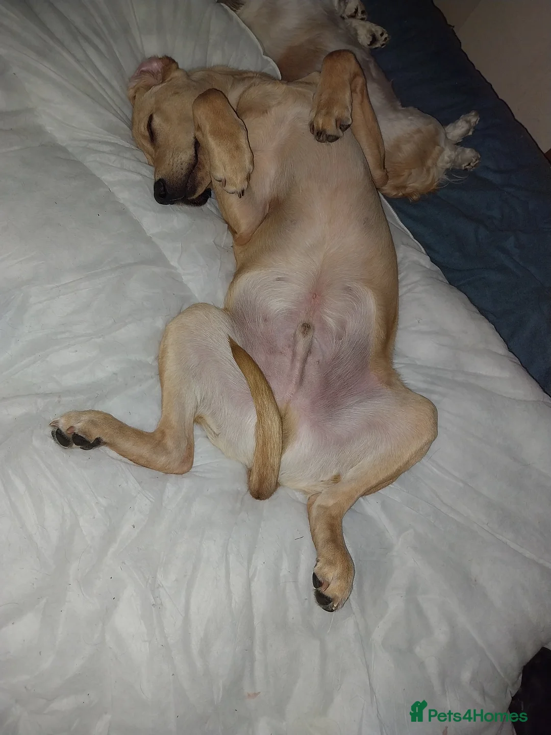 Labrador Retriever dogs for sale: Red fox/fawn Labrador 7 month old  - Advert 1