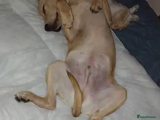 Labrador Retriever dogs Red fox/fawn Labrador 7 month old - Advert 13