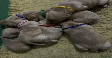 Labrador Retriever dogs - Advert 5