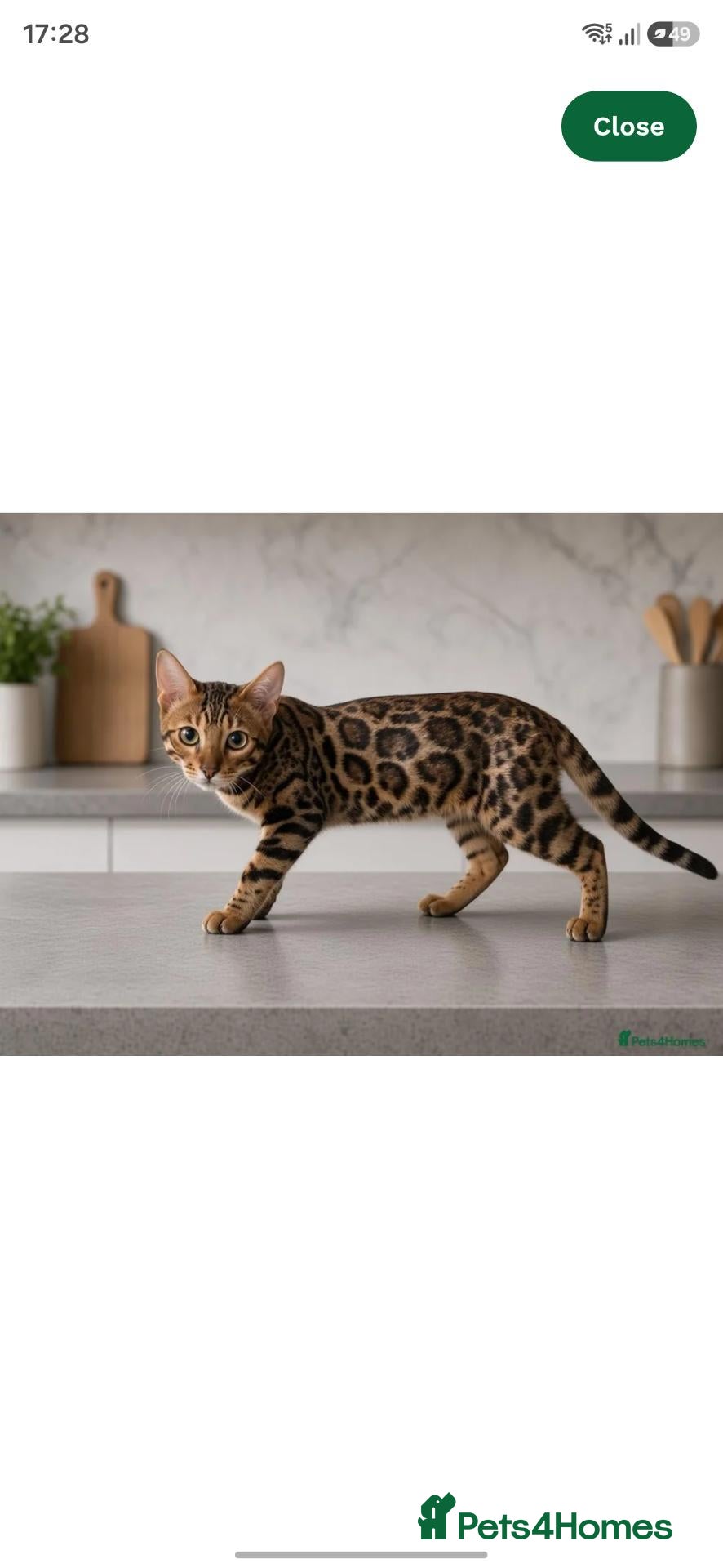 Bengal cats TICA REGISTERED BENGAL - Advert 1