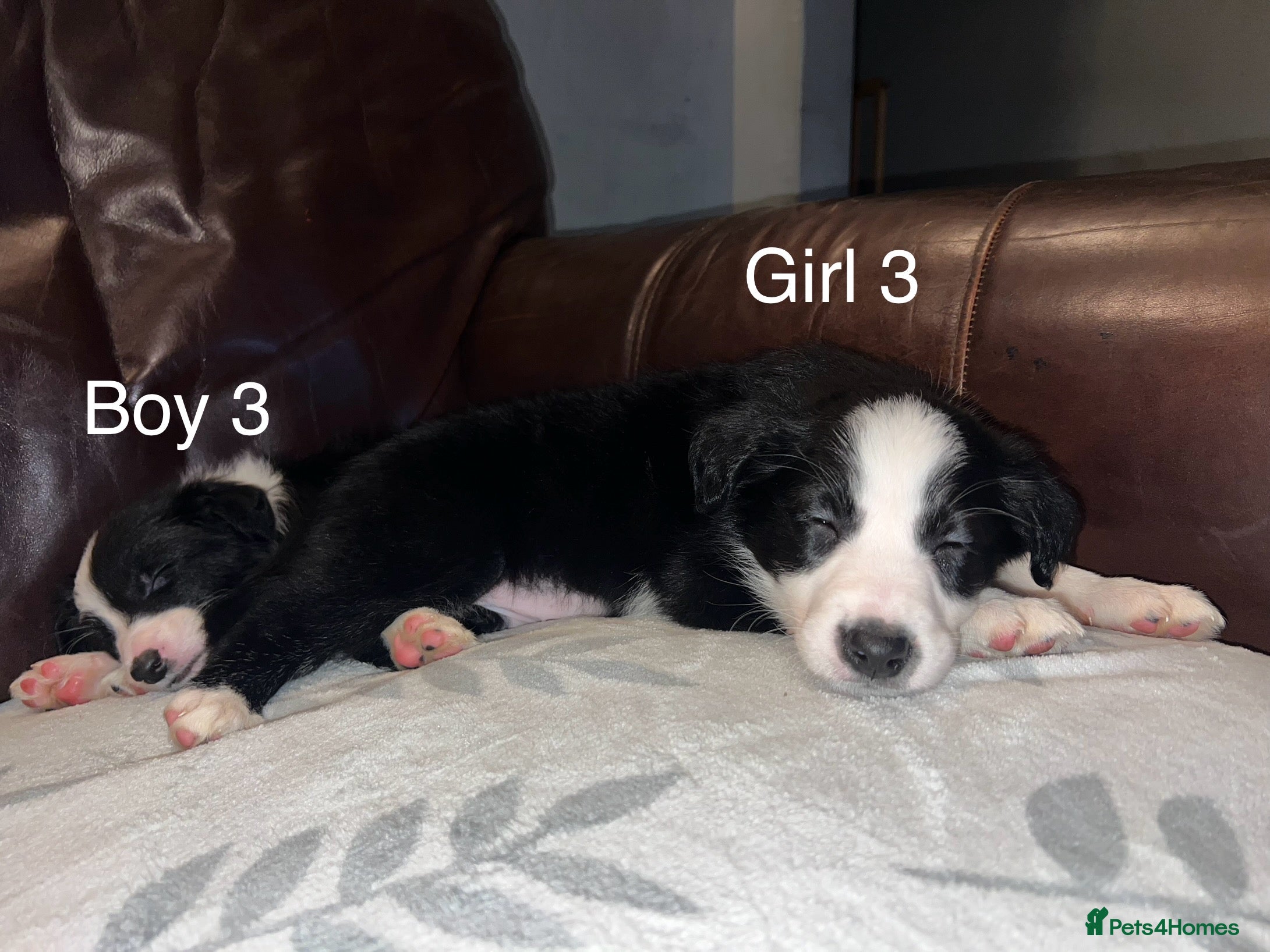 Border Collie dogs Border Collie Pups - Advert 14
