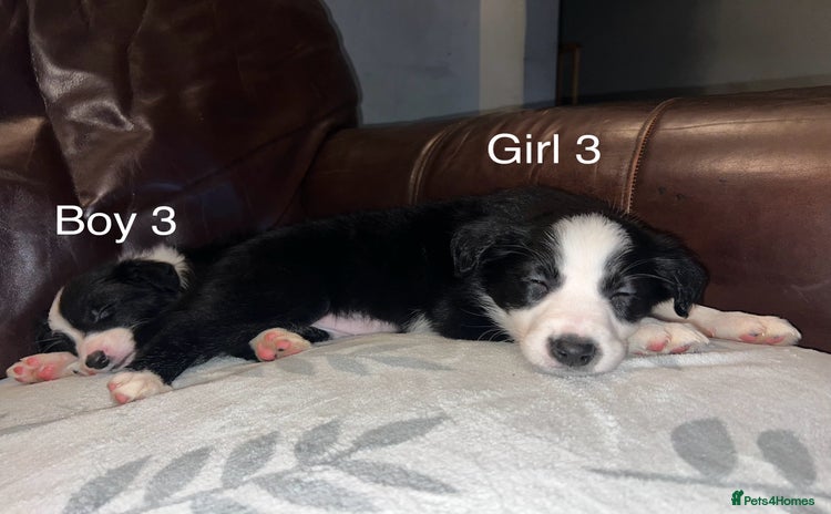 Border Collie dogs Border Collie Pups - Advert 1