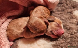 Mixed Breed dogs for sale: Adorable Cavapoo Puppies 🐶  - Image 10