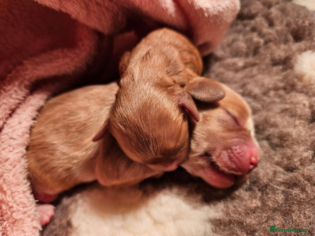 Mixed Breed dogs for sale: Adorable Cavapoo Puppies 🐶  - Image 10