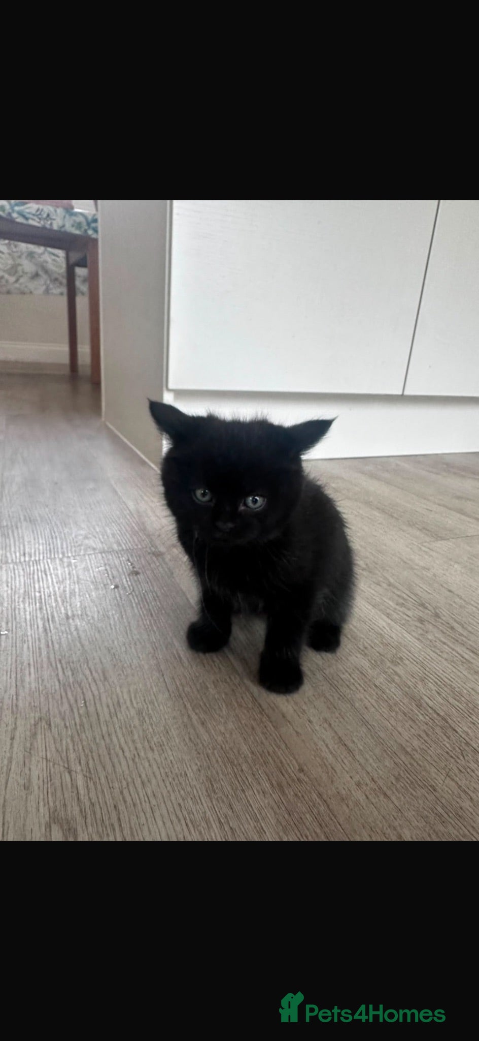 British Shorthair cats 9 week old kitten - Advert 1