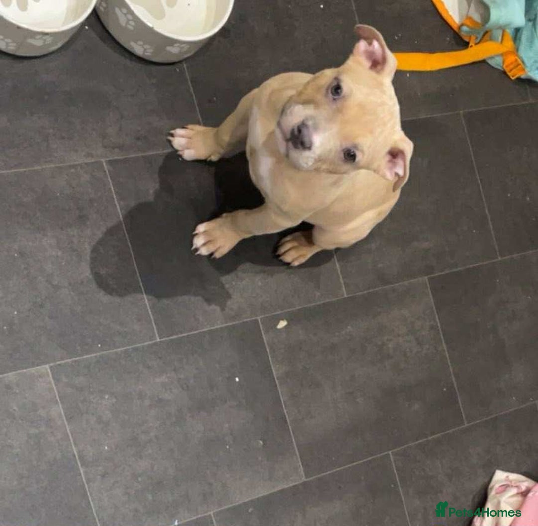 American Bully dogs for sale: Pure American bully - Advert 1