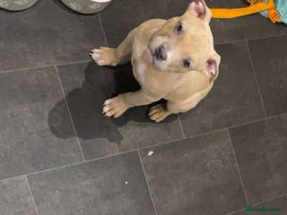 American Bully dogs Pure American bully - Advert 18