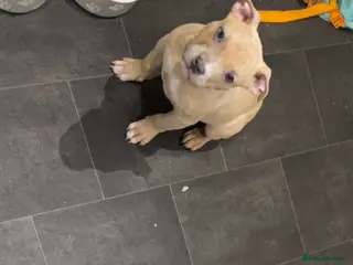 American Bully dogs Pure American bully - Advert 13