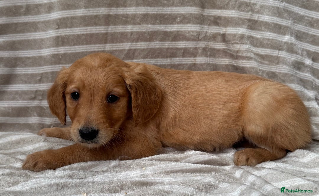 Golden Retriever dogs for sale: Ready🏡 health tested Golden Retriever babies🤍🧬 - Image 6