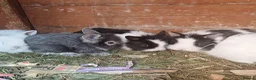 Mini Lion Lop rabbits for sale: Lion Lop Litter of Bunnies - Advert 13
